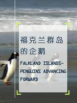 企鹅之岛:福克兰
